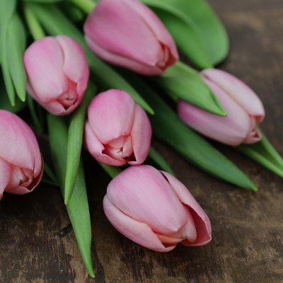 Tulpan Mix Spring Joy 30st