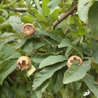 Mespilus germanica, Mispel, 125-150 C7,5