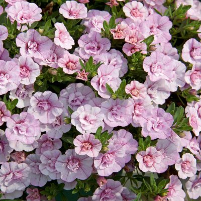 Småpetunia, Stickling, Million Bells MiniFamous ® Uno Double Pink 3-pack