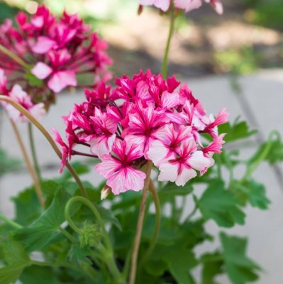 Stjärnpelargon Kellette, kruka