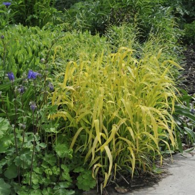 Milium effusum Aureum, Hässlebrodd