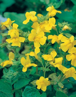 Mimulus luteus, Gyckelblomster, P9cm