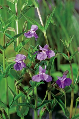 Mimulus ringens, Gyckelblomster, P9cm