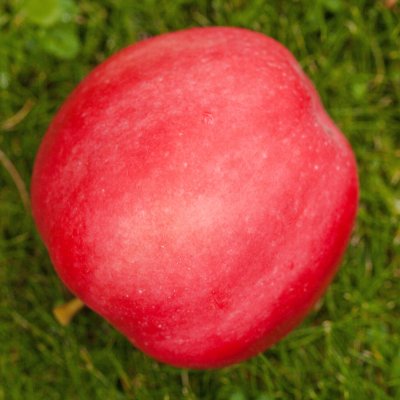 Höstäpple, Mio E, stam A2 C10