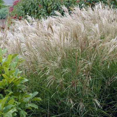 Miscanthus sacchariflorus