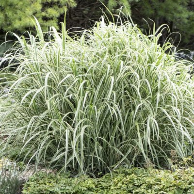 Miscanthus sinensis Cosmopolitan, Glansmiskantus
