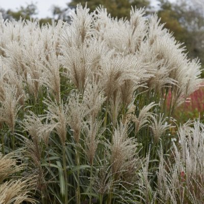 Miscanthus sinensis Cute One ®, Glansmiskantus