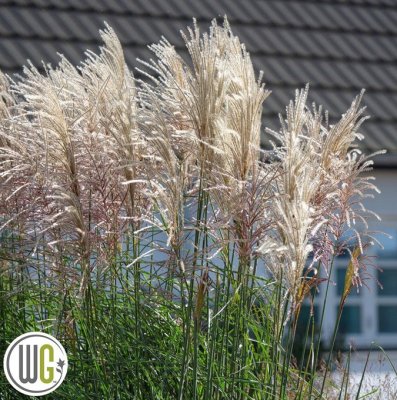 Miscanthus sinensis Encore ®, Glansmiskantus, C5