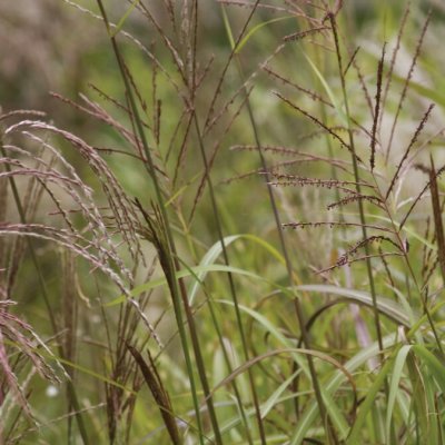 Miscanthus sinensis Goliath, Glansmiskantus
