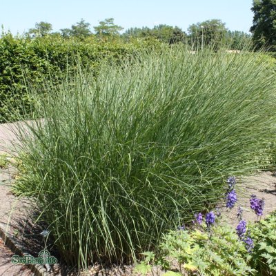 Miscanthus sinensis Gracillimus, Glansmiskantus, C2