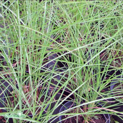 Miscanthus sinensis Herman Müssel, Glansmiskantus, C2