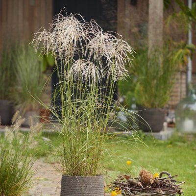 Miscanthus sinensis Pink Cloud ®, Glansmiskantus