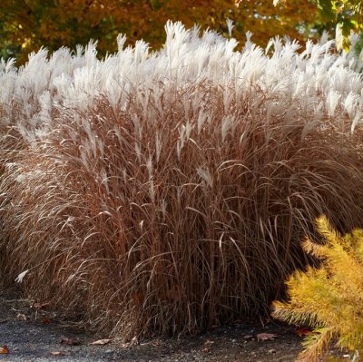 Miscanthus sinensis Purpurascens, Kopparmiskantus