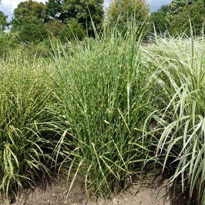 Miscanthus sinensis Strictus, Zebragräs, P11cm