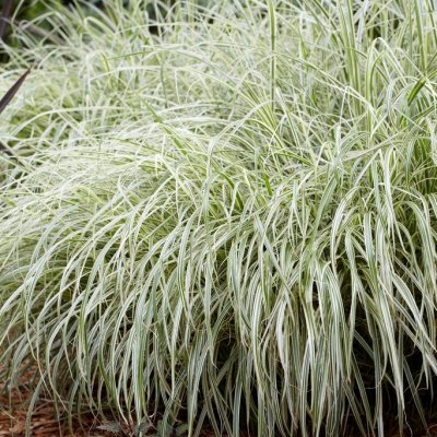 Miscanthus sinensis Variegatus, Glansmiskantus, P11cm