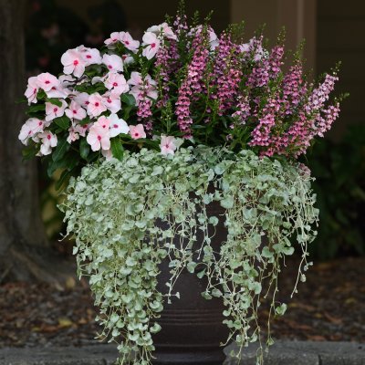 Silverfall, Njurvinda, Stickling, Dichondra argentea 3-pack