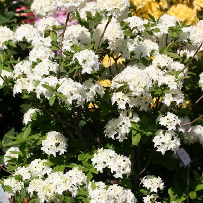 Rhododendron mixtum Schneeköpfchen, Azalea, 40-50 C5