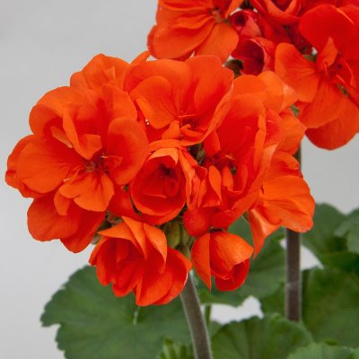 Pelargon Moonlight ™ Guido, stickling 3-pack