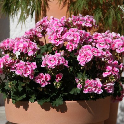 Pelargon Moonlight ™ Katy, stickling 3-pack