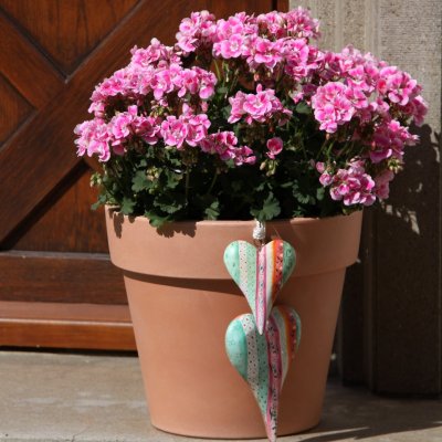 Pelargon Moonlight ™ Katy, stickling 3-pack