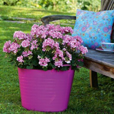 Pelargon Moonlight ™ Katy, stickling 3-pack