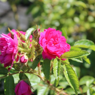 rugosa Moje Hammarberg, Buskros, C4