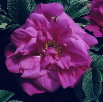 Rugosaros - Rosa rugosa Moje Hammarberg (Krukstorlek: 4L)