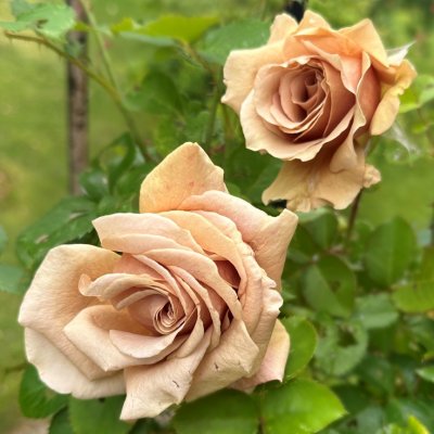 Rosa floribunda Mokarosa ®