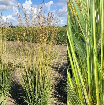 Molinia caerulea subsp. arundinacea Nordic ® Tiki Lights, Jättetåtel