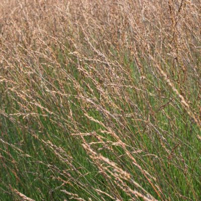 Molinia caerulea Edith Dudszus, Blåtåtel, SQ1