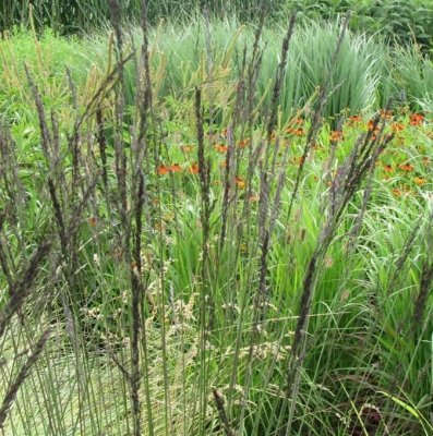 Molinia caerulea ssp. arundinacea Black Arrows, Jättetåtel, Jättetåtel, C5