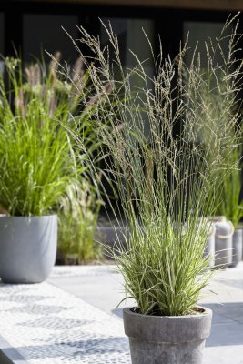 Molinia caerulea subsp. arundinacea JS Mostenveld