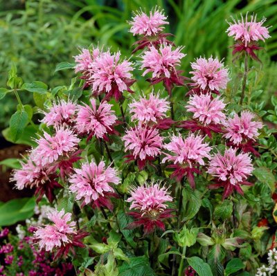 Monarda didyma Beauty of Cobham, Temynta, SQ1