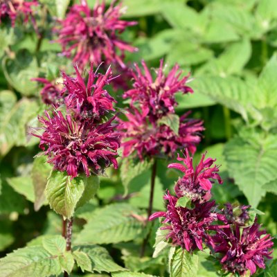 Monarda didyma Bee-True ®, Temynta, P11cm