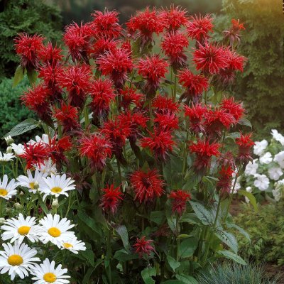 Monarda didyma Cambridge Scarlet, Röd Temynta, SQ1