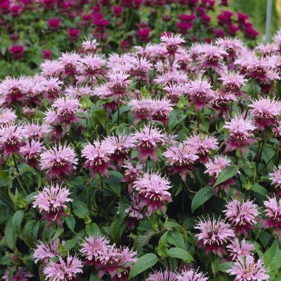 Monarda didyma Croftway Pink, Temynta