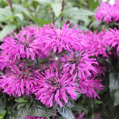 Monarda didyma Rockin Raspberry ®, Temynta, C3