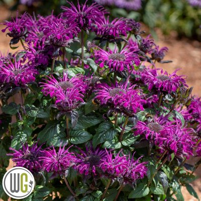 Monarda didyma Rockin Raspberry ®, Temynta, C3