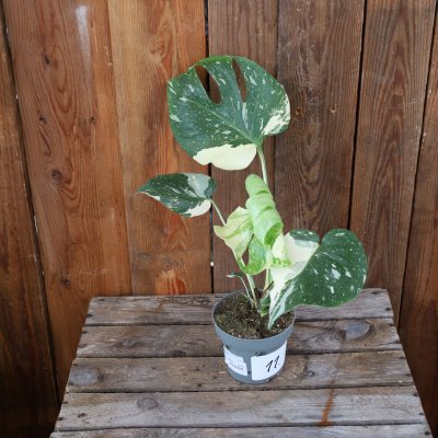 Monstera deliciosa Thai Constellation