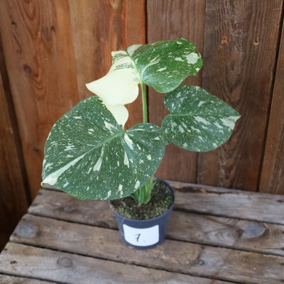 Monstera deliciosa Thai Constellation