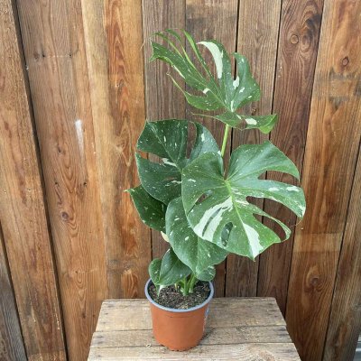 Monstera Thai Constellation