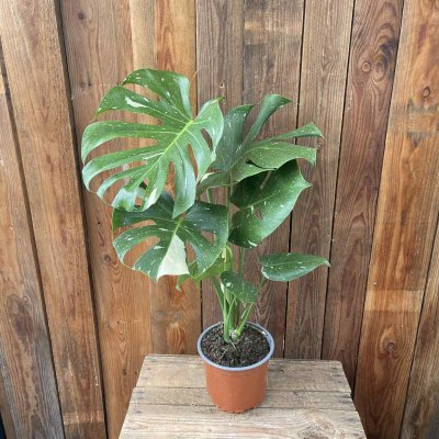 Monstera Thai Constellation