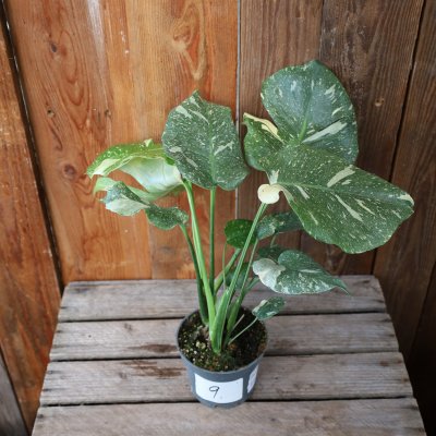 Monstera deliciosa Thai Constellation