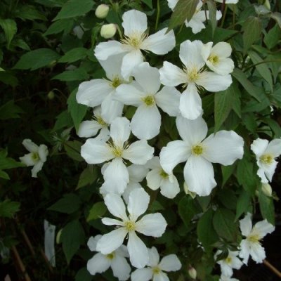 Clematis montana var. grandiflora