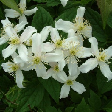 Bergklematis - Clematis montana var. wilsonii (Storlek: C2)