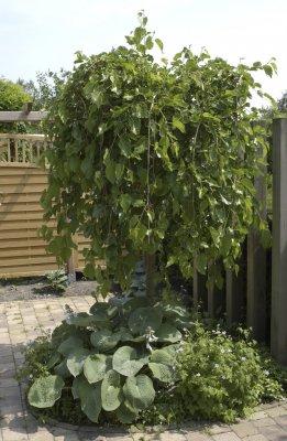 Morus alba Pendula, Mullbär, 150 stam C10