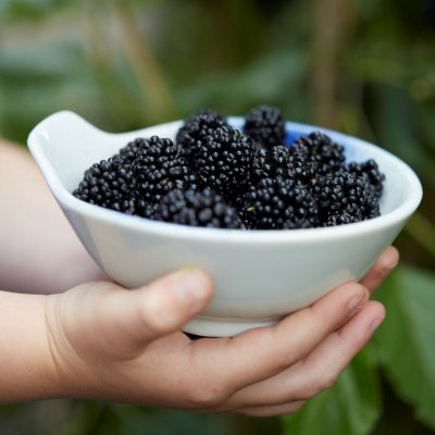 Morus rotundiloba Mojo Berry ® (Matsunaga), Dvärg Mullbär, C5