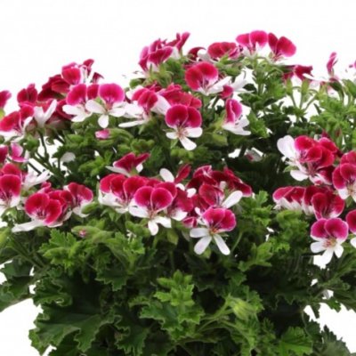 Änglapelargon Mosquitaway Senna, kruka