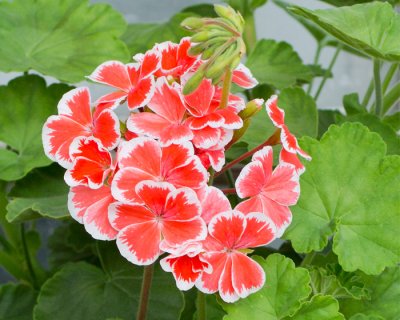 Pelargon, kruka, Mr Wren