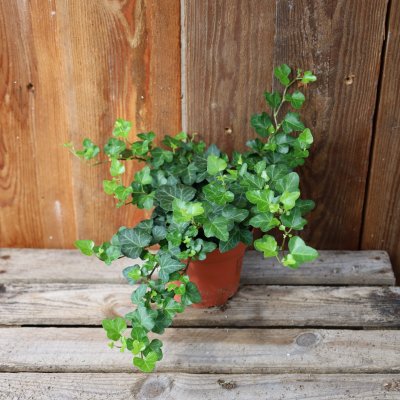 Hedera helix Wonder